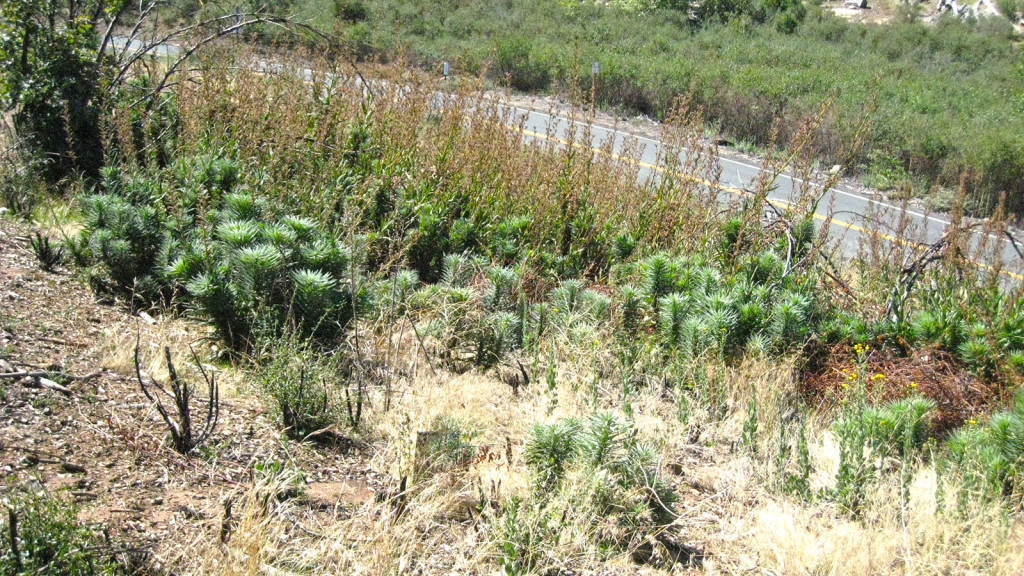 Poodle Dog Bush along the highway near Stonewall Peak