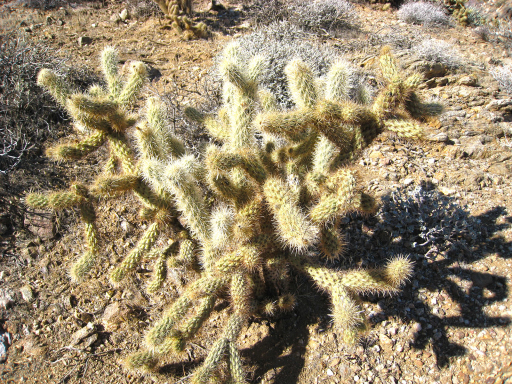 Jumping Cholla Cactus, also known as Teddy-Bear Cholla