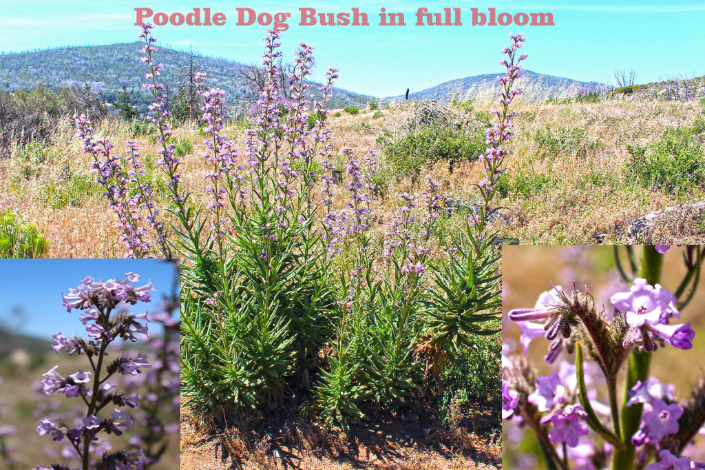 Poodle Dog Bush in full bloom