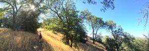 walking under the oaks on Five Oaks Trail