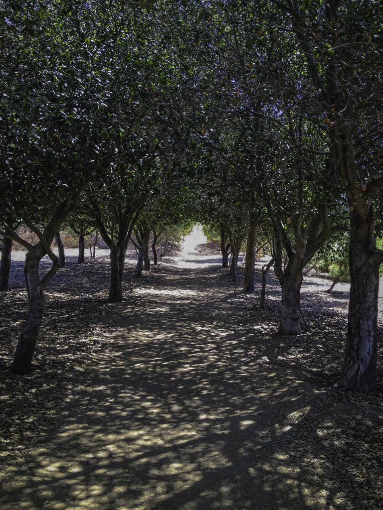 The tree canopy tunnel