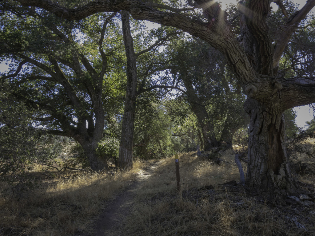 Up through the old oaks on the Pacific Crest Trail