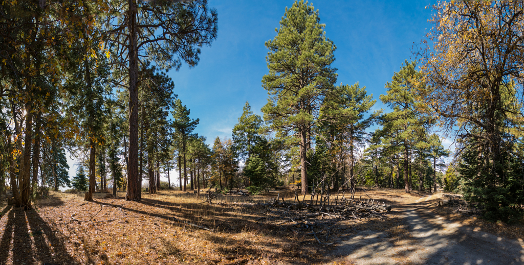 Walking along the Lookout Road on the way up to Hot Springs Mountain