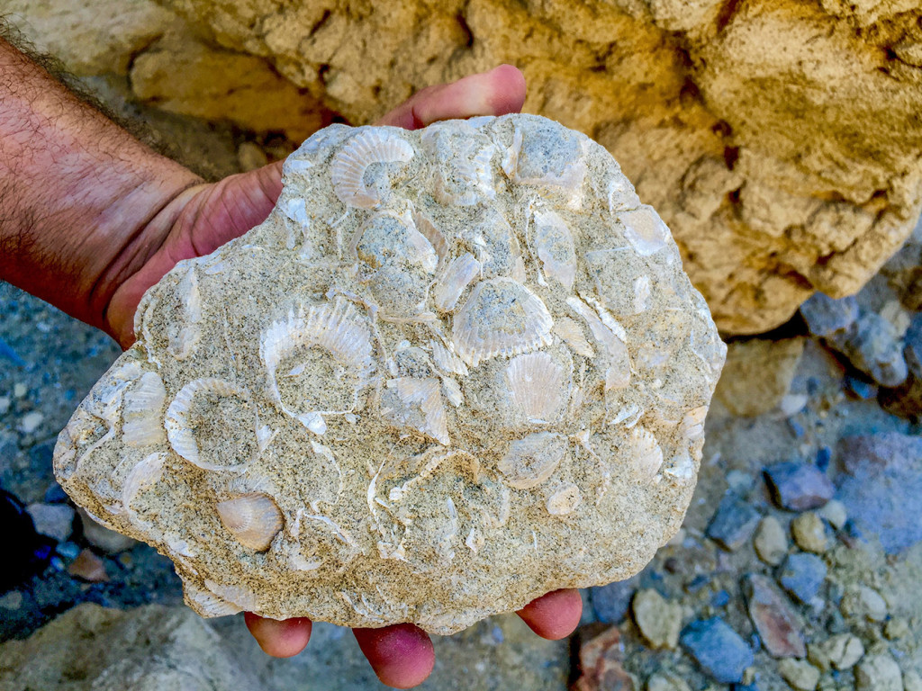 Some of the fossils we found along the way