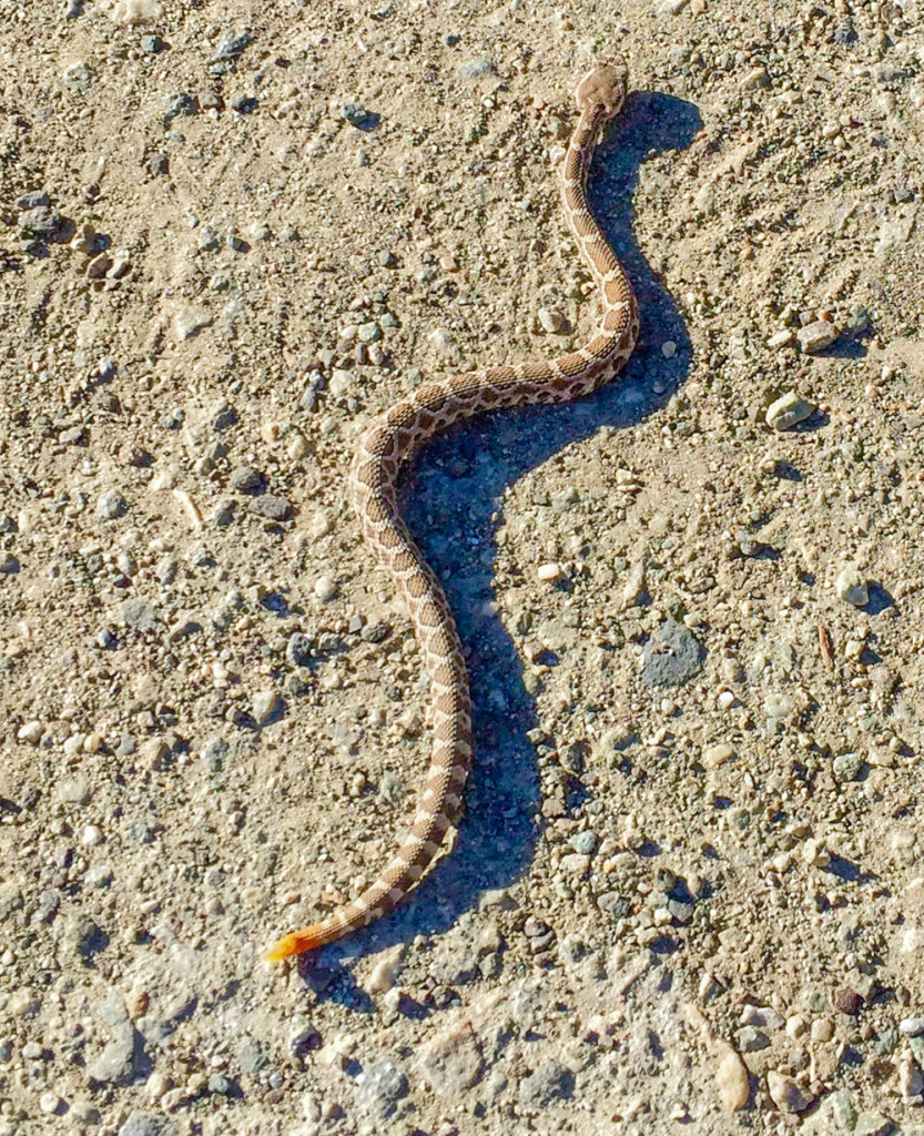 Baby Rattle Snake