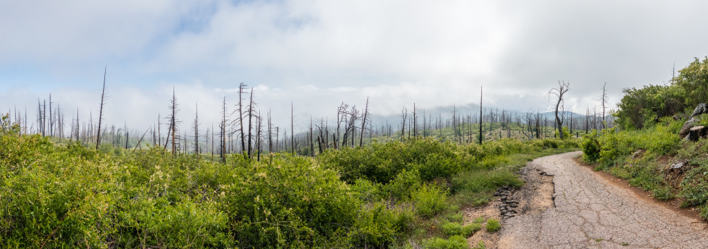 Heading up the lookout road through the clouds. 