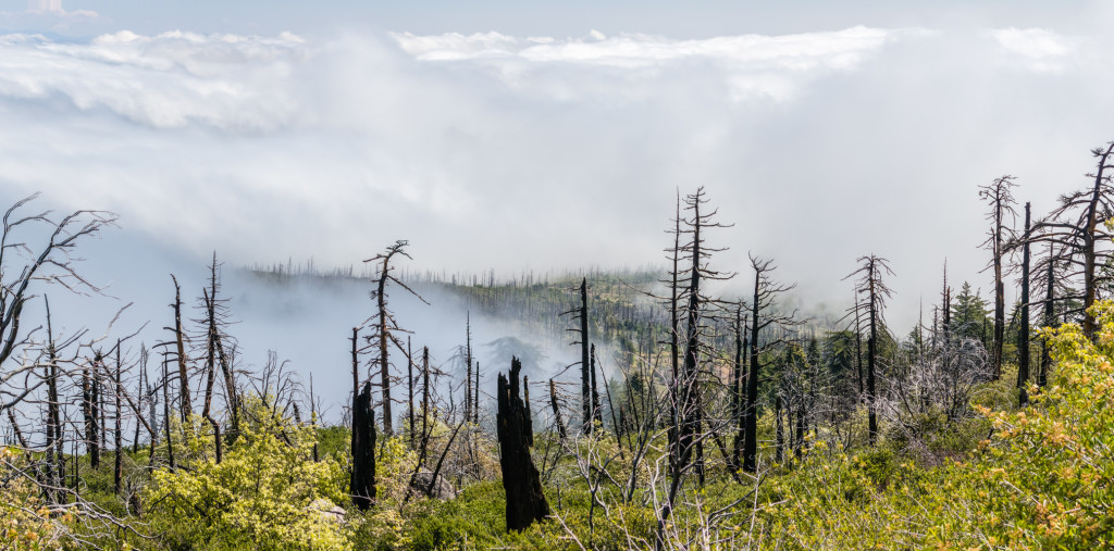 ser tillbaka på den förstörda skogen när du tar dig upp Cuyamaca Peak