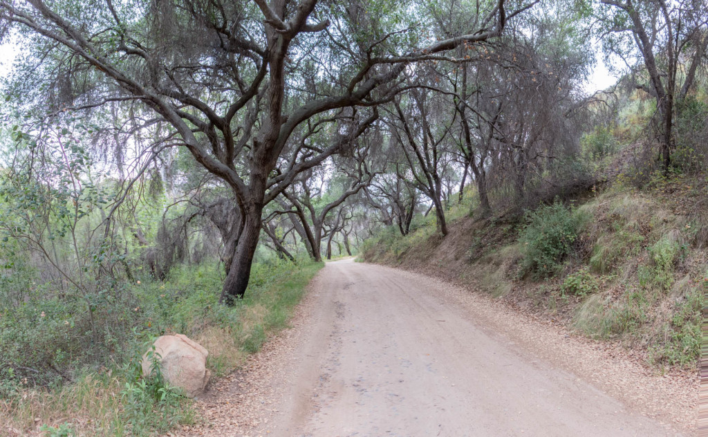 Heading through the oak tree canopy on the Blue Sky Reserve