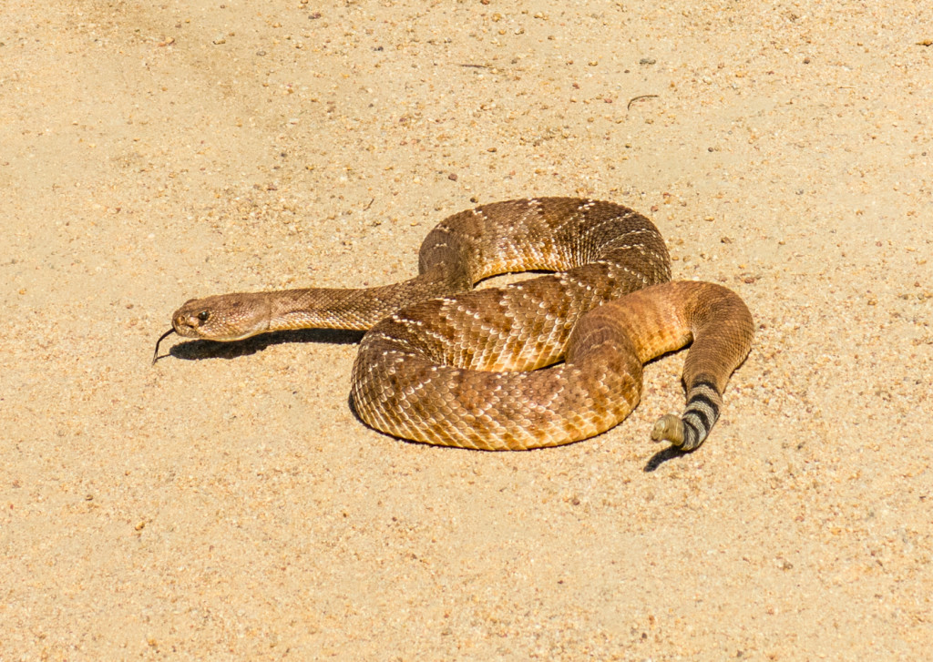 4-5 foot rattle snake coiling up a little on the road up to Ramona Dam.