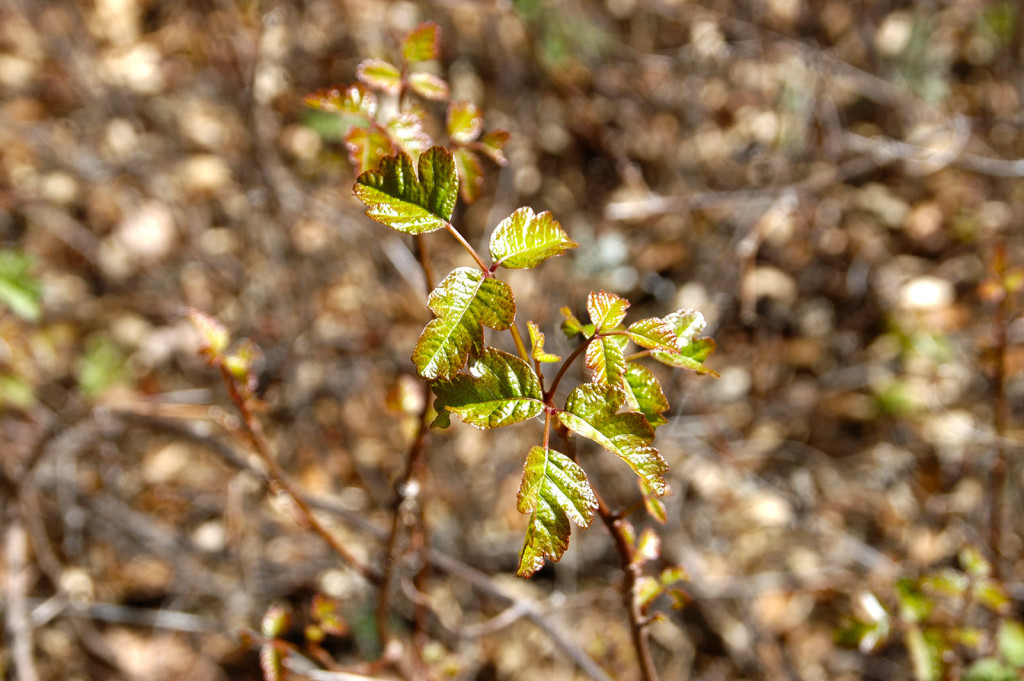 Watch out for the poison oak. 