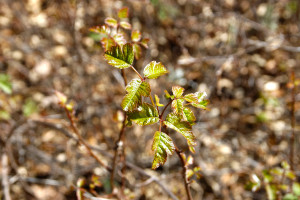 Watch out for the poison oak.
