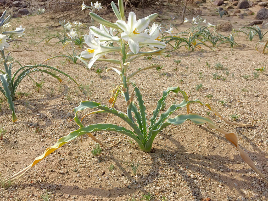 Desert Lily