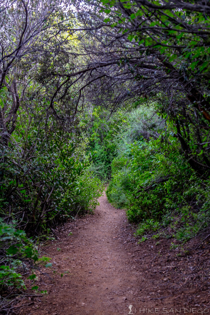 The lower Holly Jim Trail meandering its way through the bushs and trees on the way up. 