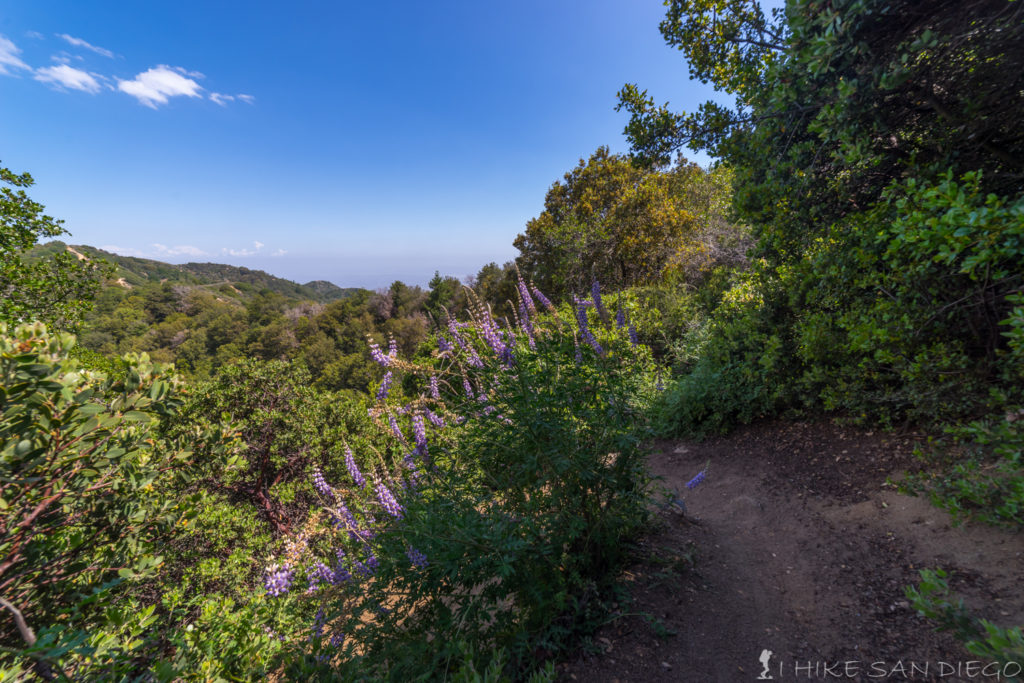 Pretty flowers on the side of the trail on the way back down towards Chantry Flats from Mt Wilson. 