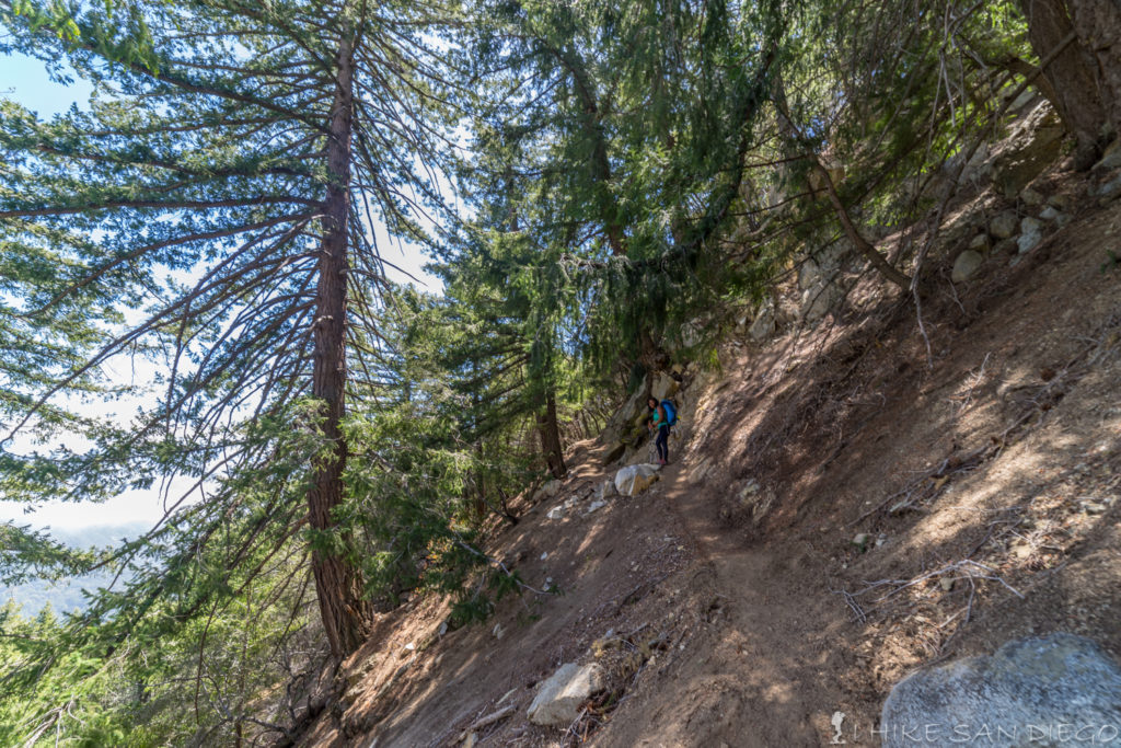 Making our way along the steep switch backs between Sturtevant Camp and the top of Mt Wilson.