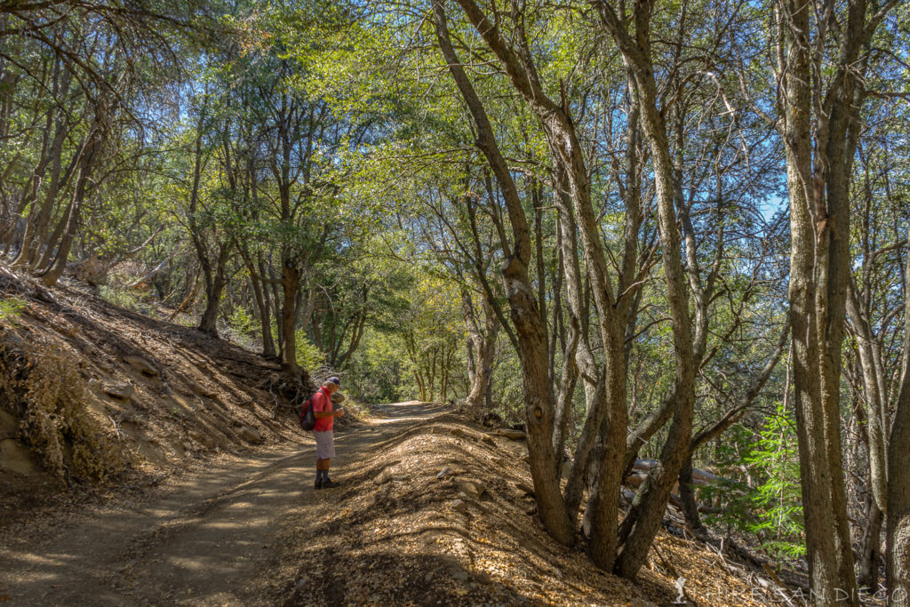 Heading up the Palomar Divide Road under the oak trees on our way up to High Point. 