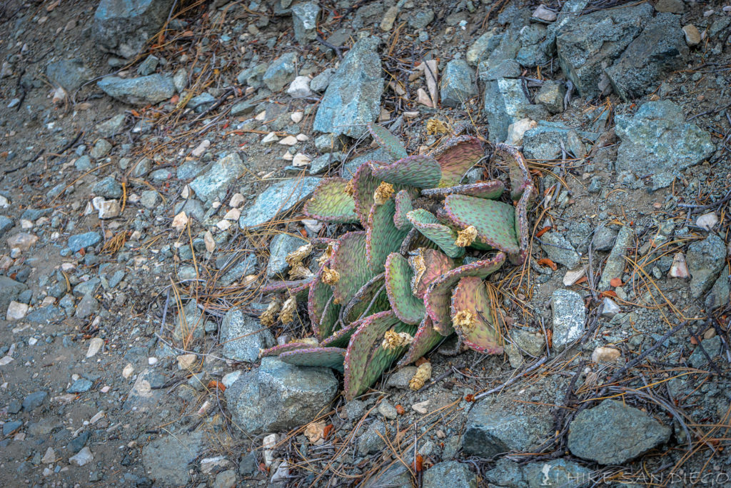 I've never seen cactus this high up. 