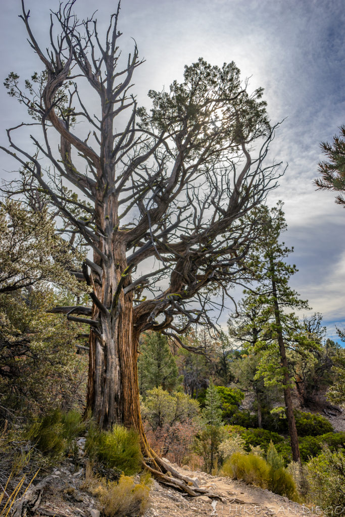 old-cedar-on-trail