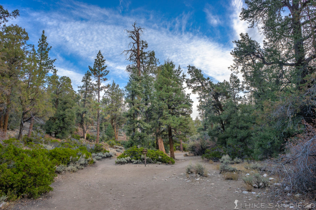 Starting up the Cougar Crest Trail