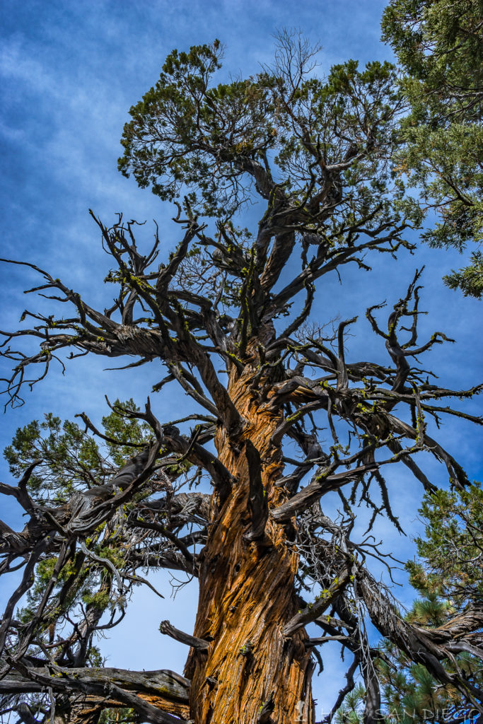 Western Juniper