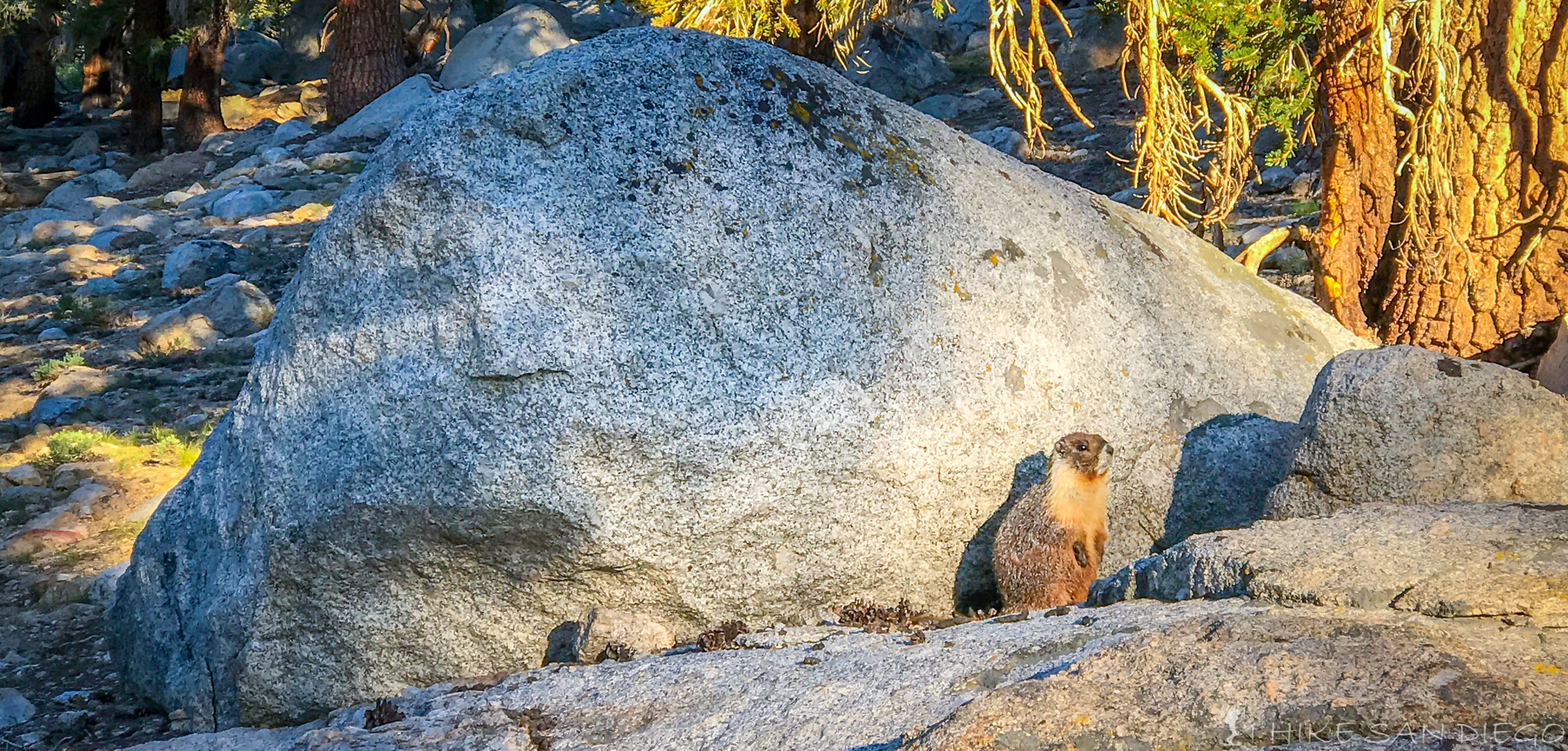Marmot on the side of the trail 