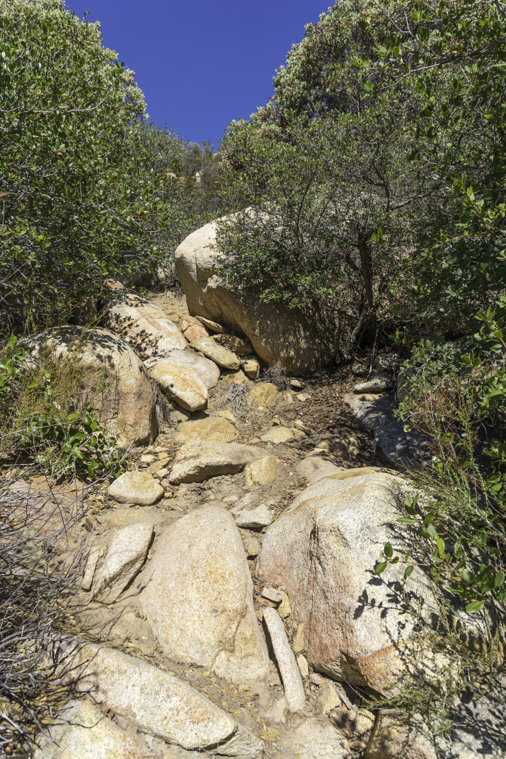 The Lawson Peak trail surrounded by Manzanita and chaparral.