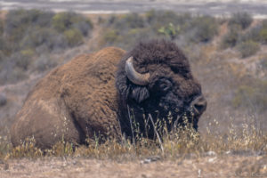 A closer look at the Bison of Catalina Island on the Trans Catalina Trail