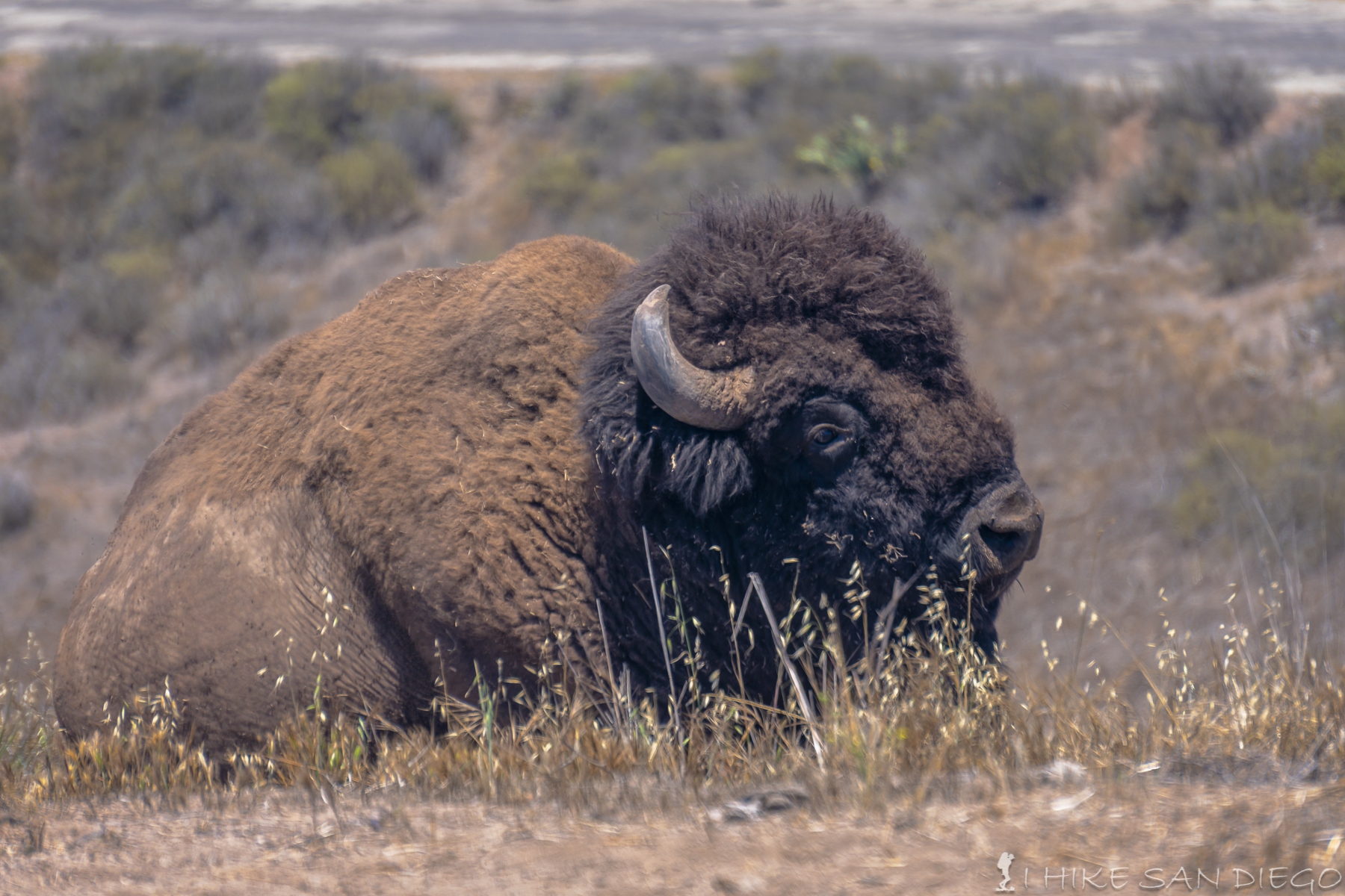 A closer look at the Bison of Catalina Island on the Trans Catalina Trail
