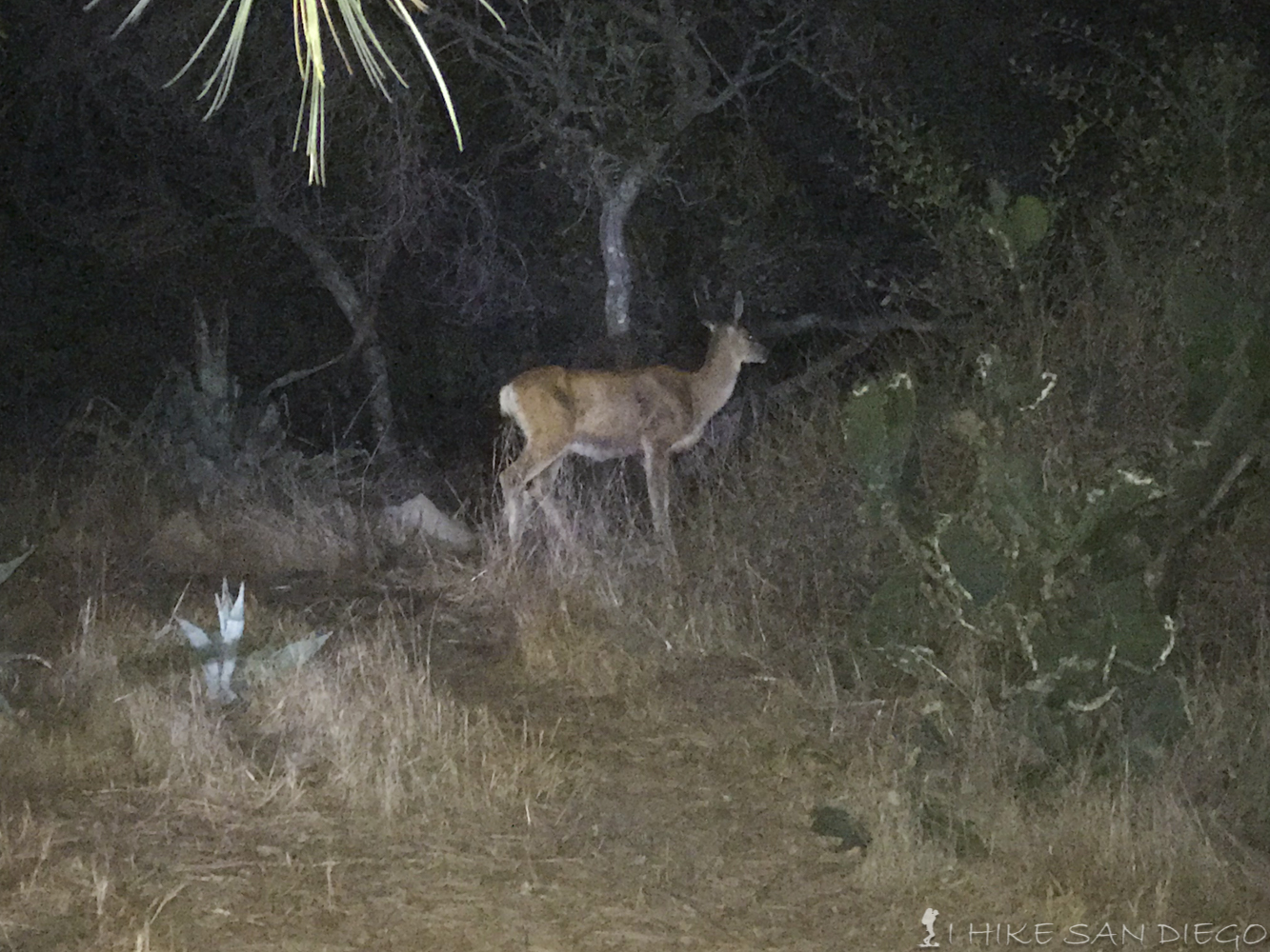 My crappy Iphone picture of a deer eating cactus 10 feet from my tent at 2am in Hermit Gulch Campgrounds