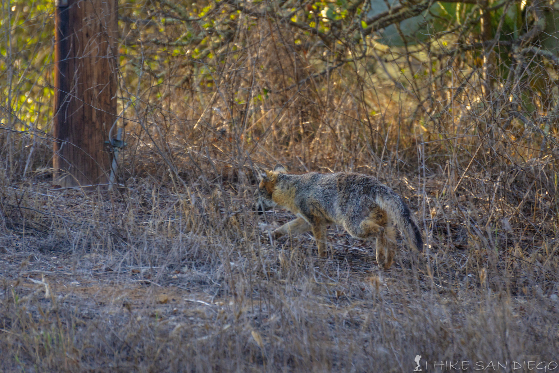 A Fox on the prowl in the Blackjack Campgrounds along the Trans Catalina Trail