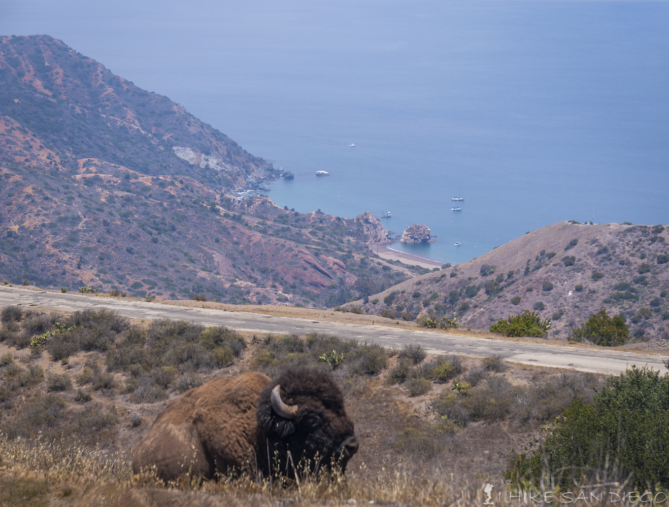 Bison resting by the Trans Catalina Trail with Whites Landing visible in the distance. 