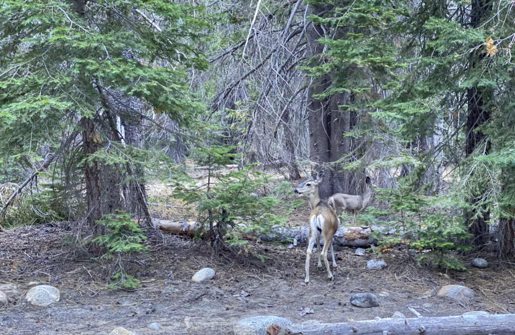 Family of deer