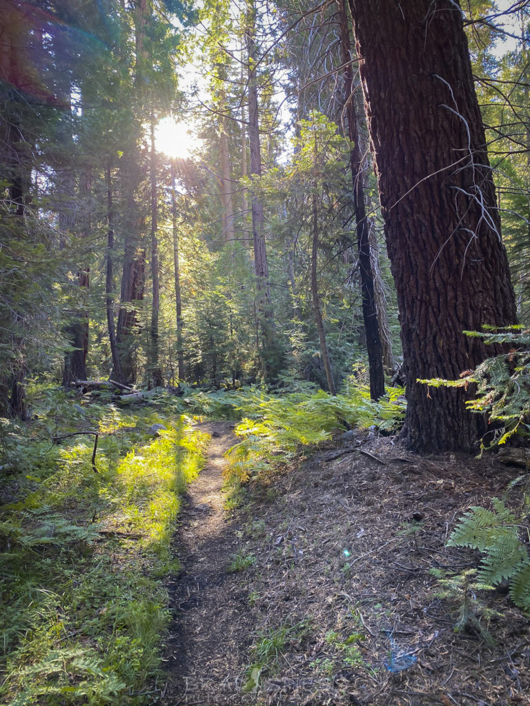 Starting the trail on the damp fern covered forest